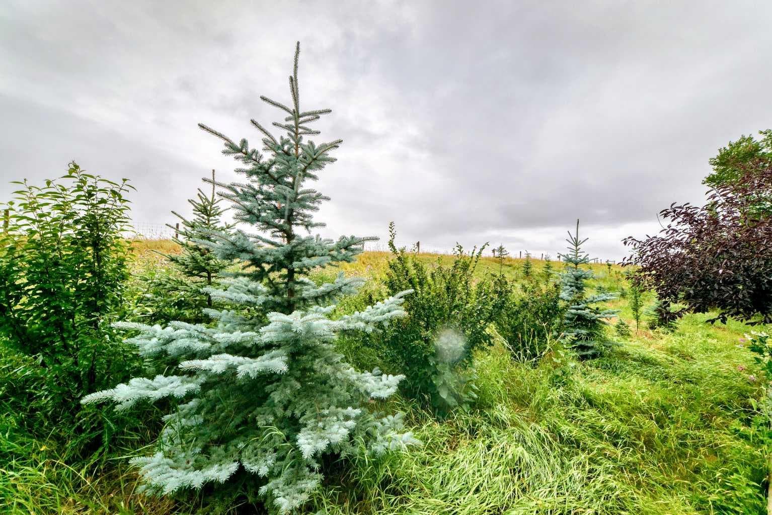 144 Cougarstone Common SW