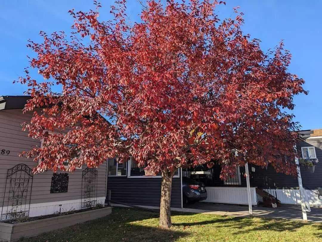189, 99 Arbour Lake Road NW