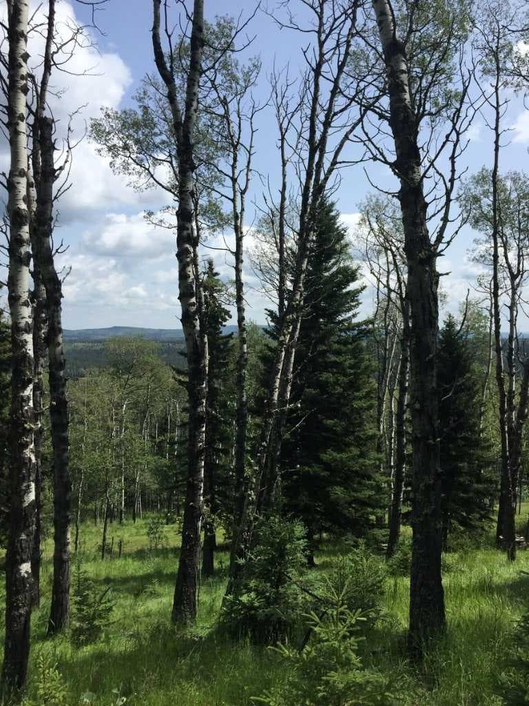 215 Wintergreen Road 